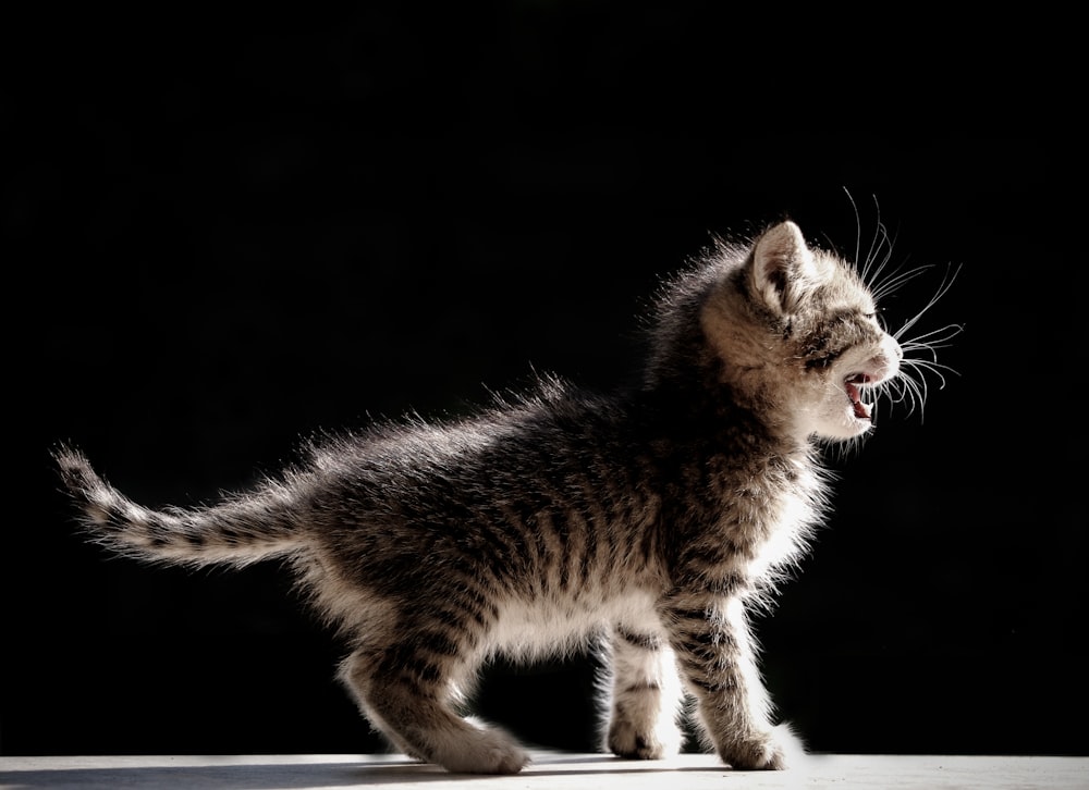 brown tabby kitten on black surface