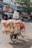 A bicycle loaded with various packaged snacks and dried goods navigates through a street lined with shops and trees. The bike is heavily adorned with items like rice crackers, wafers, and puffs, all secured with plastic bags and string. A person wearing a conical hat is pedaling the cycle.