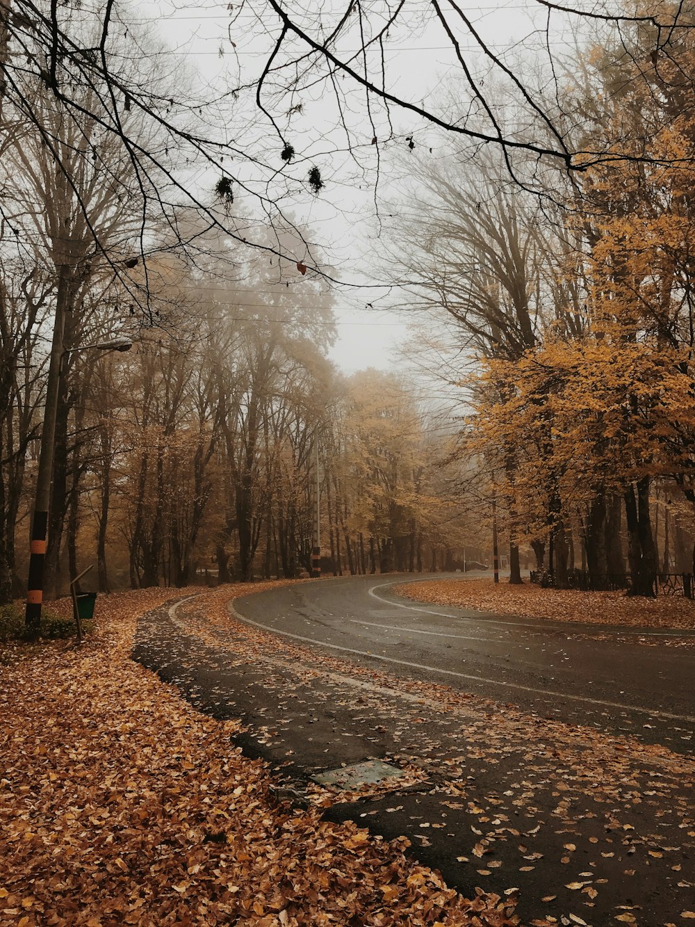 Strada marrone tra gli alberi spogli durante il giorno