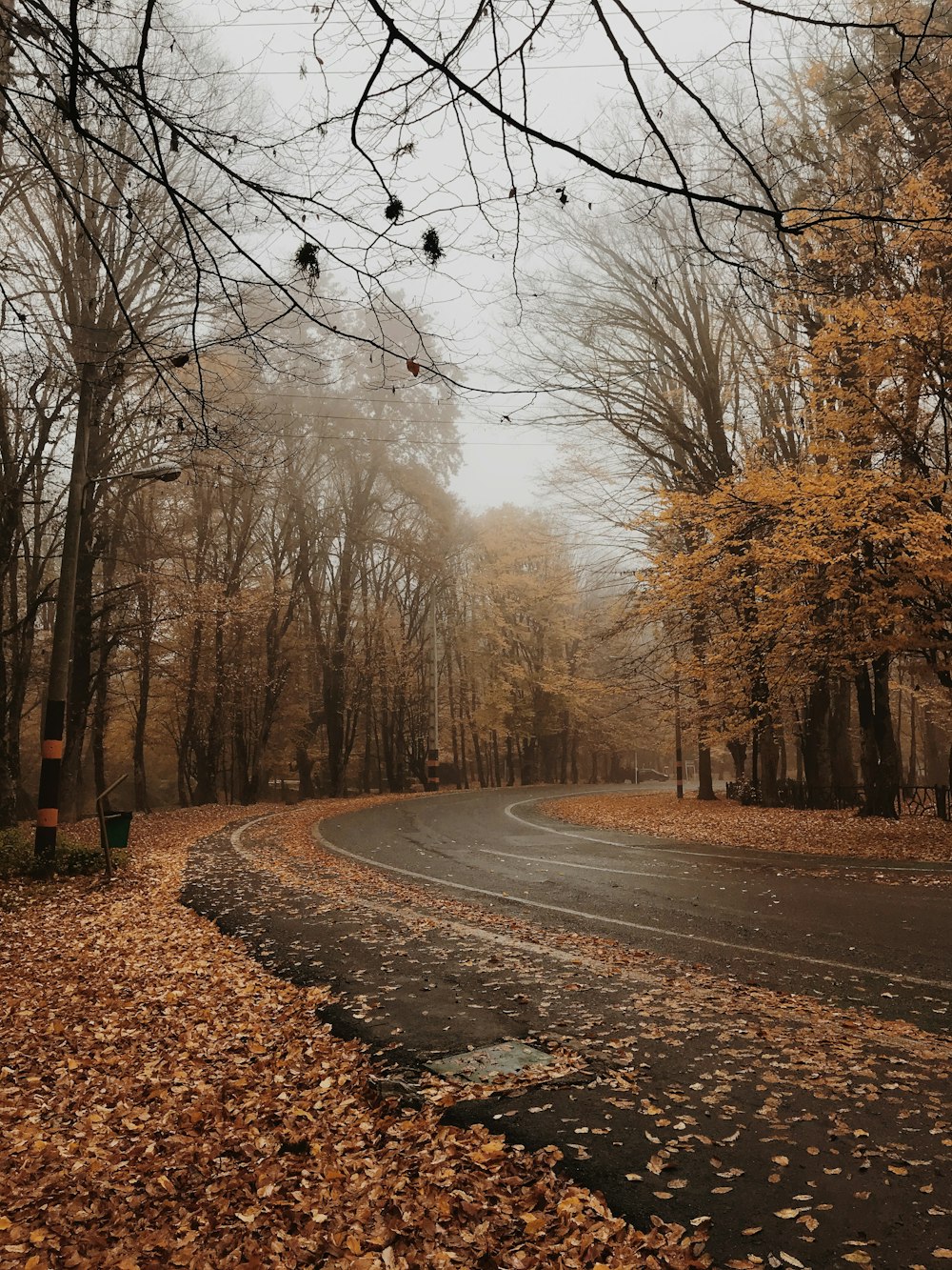 Braune Straße zwischen kahlen Bäumen tagsüber