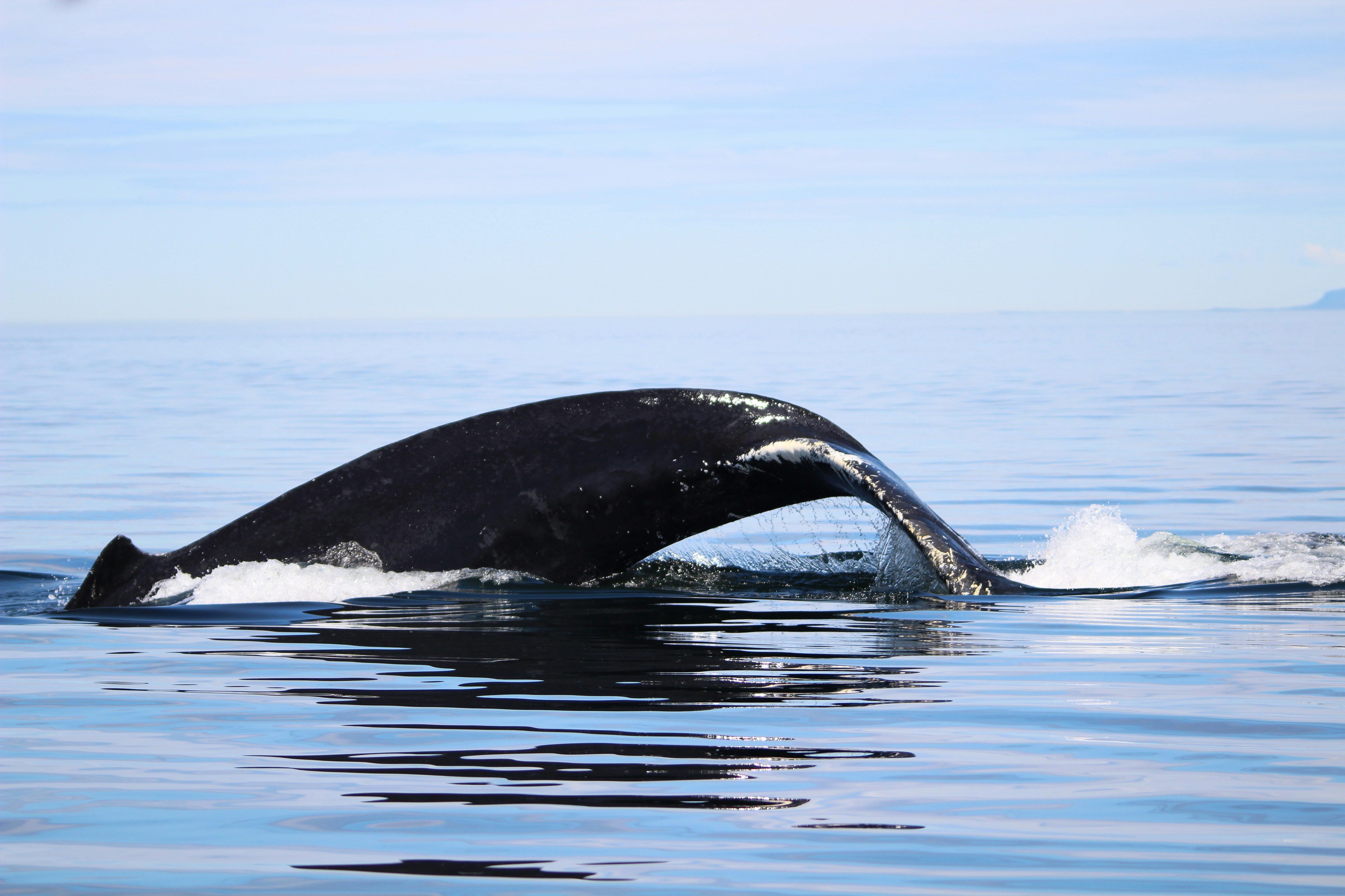 Photo by hellotonytheturtle