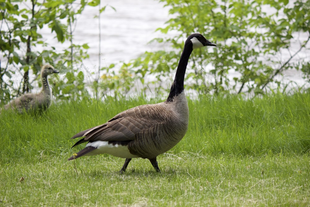 Braune und schwarze Ente auf grünem Rasen tagsüber