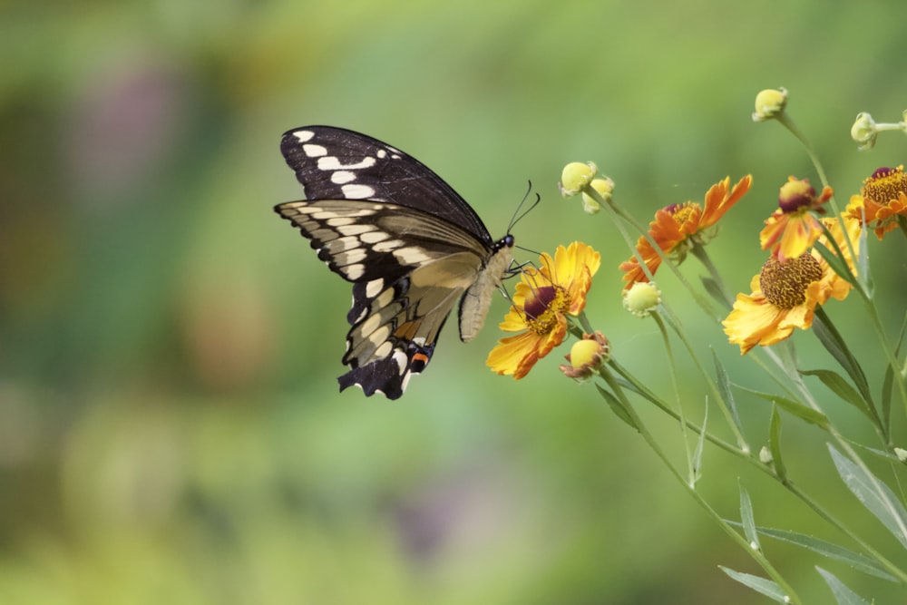 black and white butterfly perched on yellow flower in close up photography during daytime