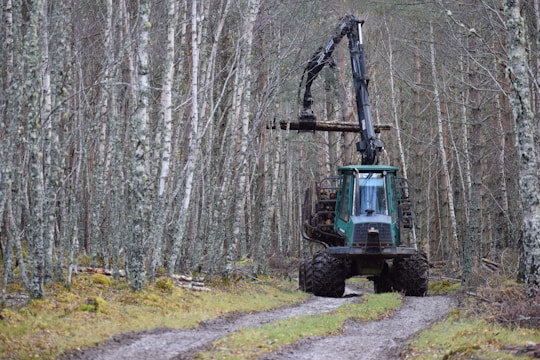 A dense forest with slender trees surrounds a large forestry machine on a dirt path. The machine, equipped with a mechanical arm, is carrying logs. The ground is covered with moss and leaves, indicating a damp environment.