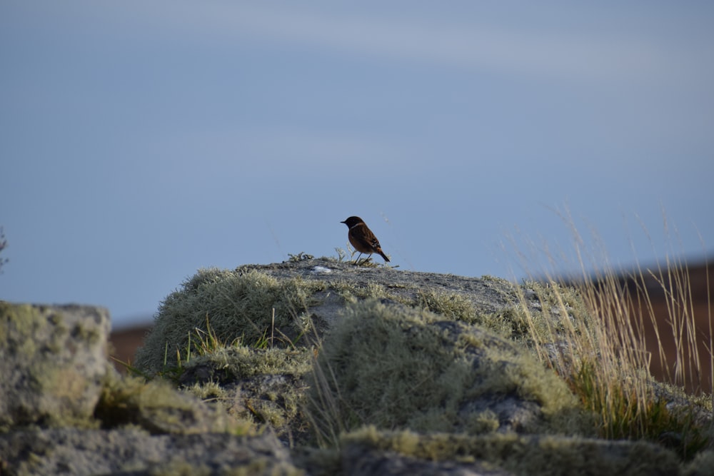 brown bird on green grass during daytime