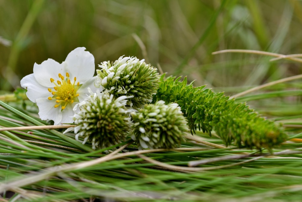 white flower on green plant