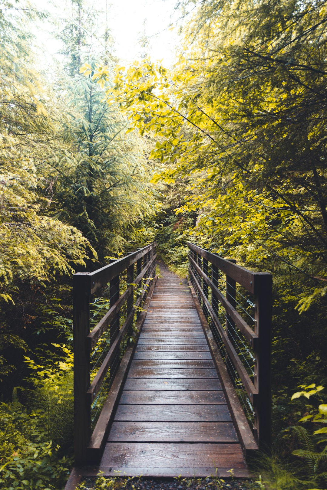 brown wooden bridge in the middle of green trees