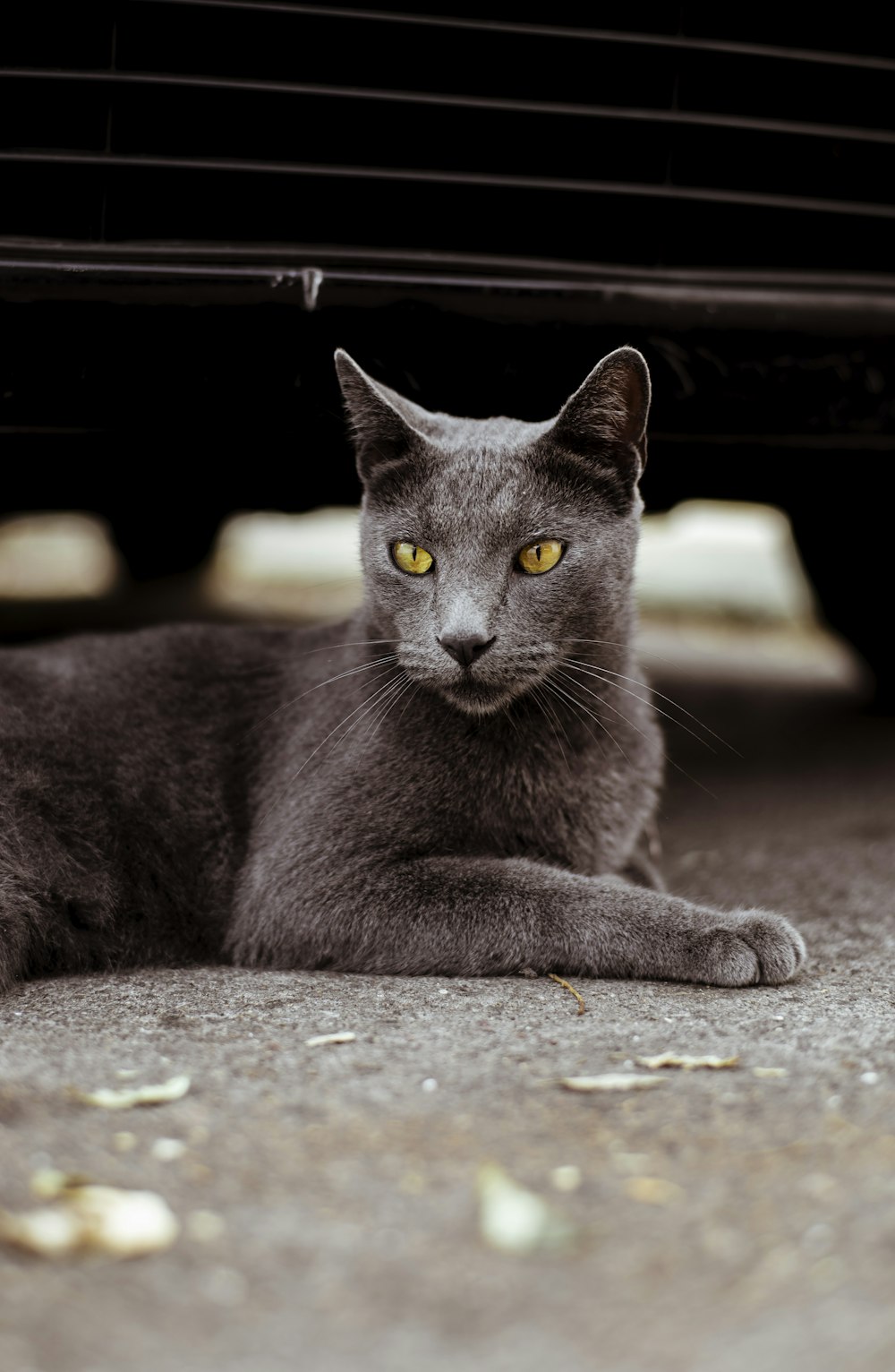 black cat lying on ground