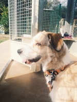 A dog with a light brown and white fur coat is wearing an orange and black collar. It is looking to the side with its mouth slightly open, appearing relaxed. The background shows an outdoor kennel area with metal fencing and some greenery visible.