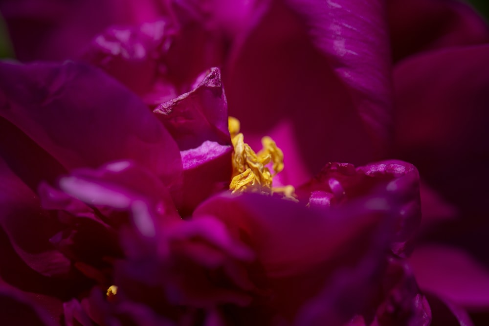 purple flower in macro shot