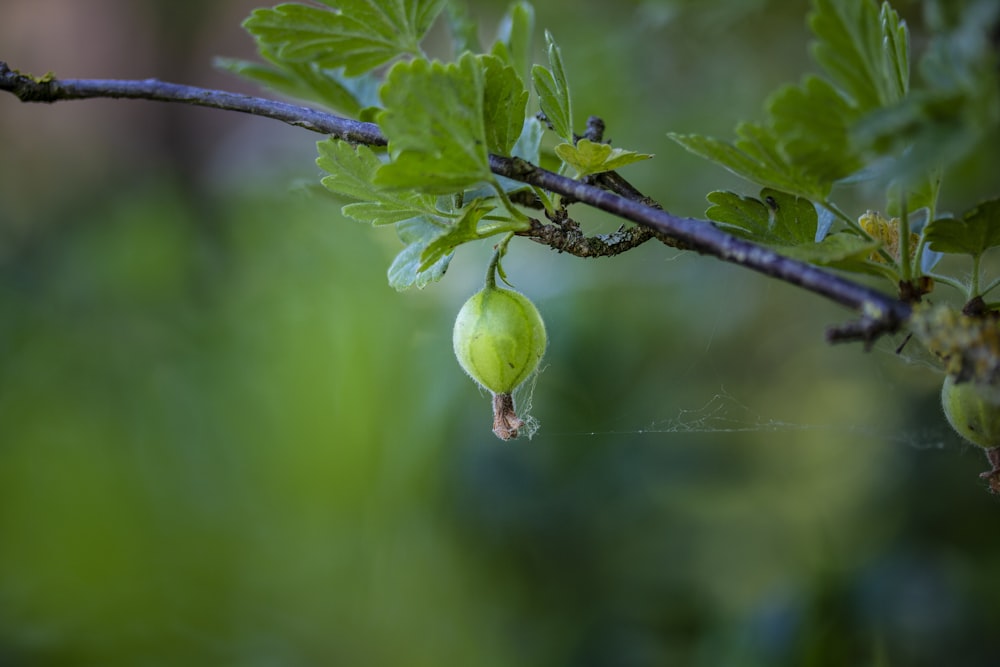 green fruit on brown tree branch