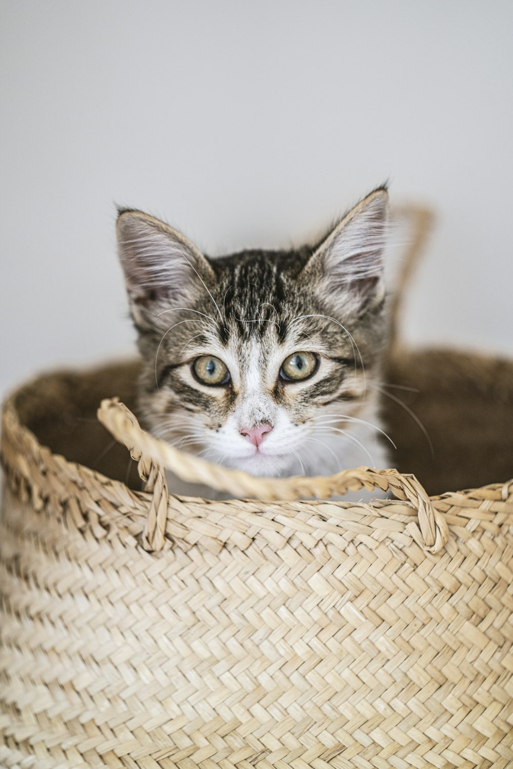 brown tabby cat in brown woven basket