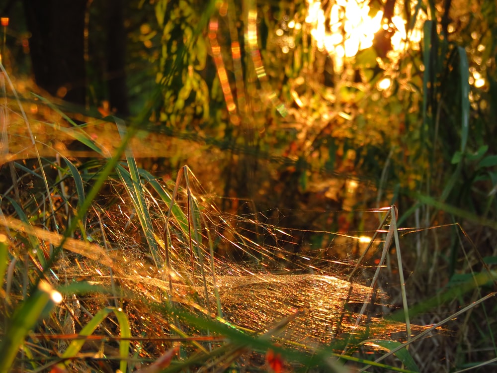 herbe séchée brune sur le sol