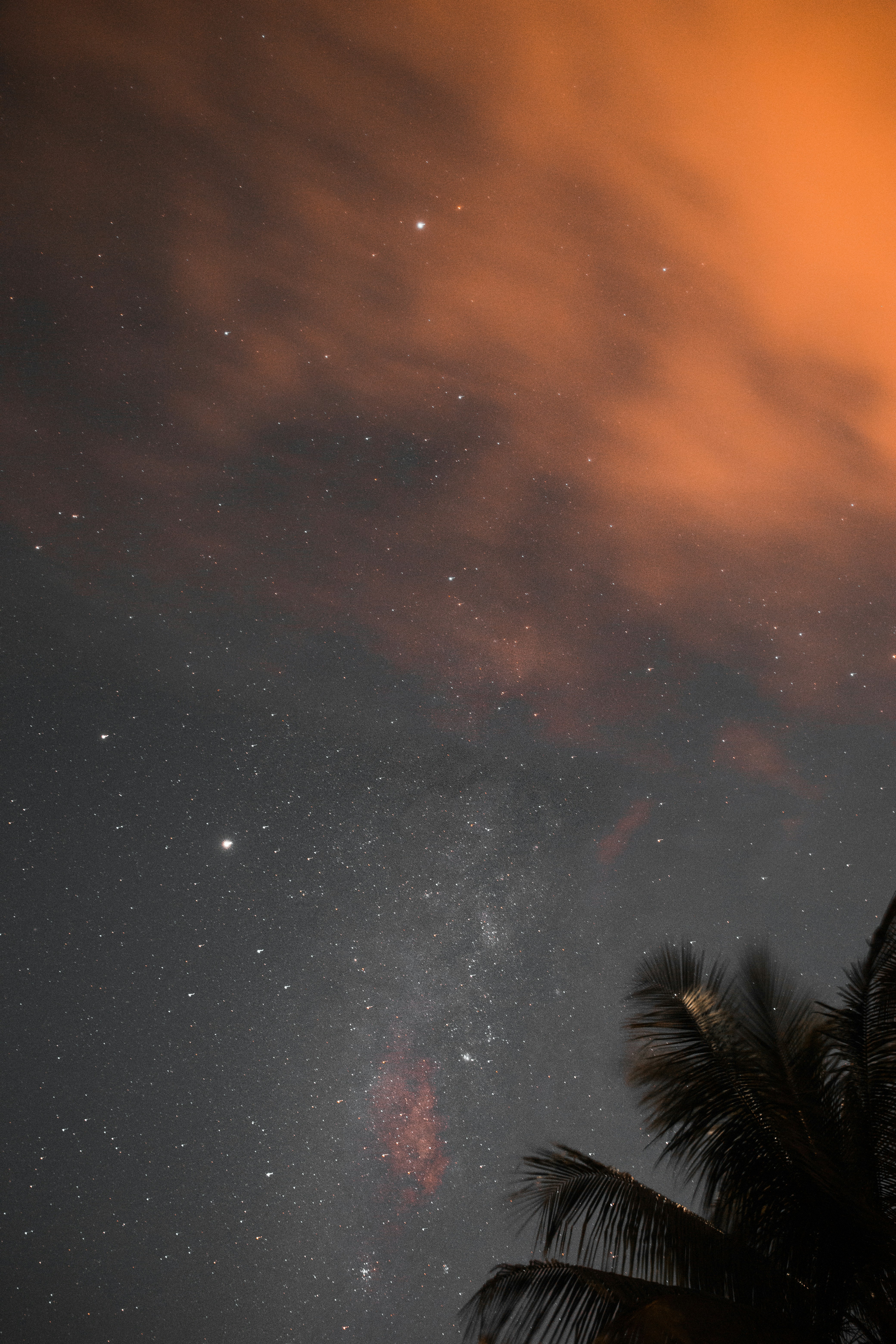 Night sky filled with stars and a colorful cloud formation, featuring the silhouette of palm leaves in the foreground, enhancing the tranquil outdoor atmosphere.