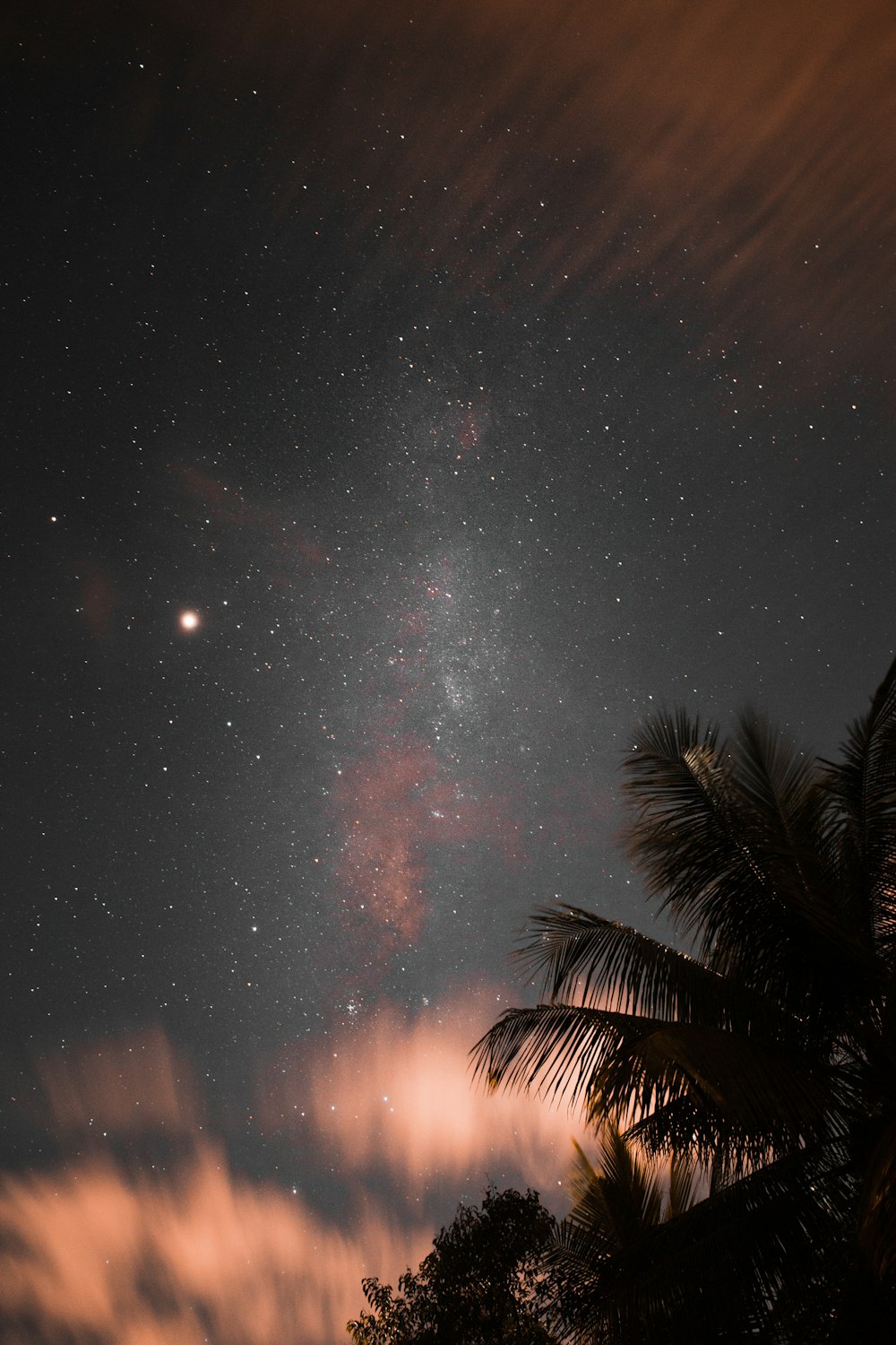 Palmera verde bajo la noche estrellada