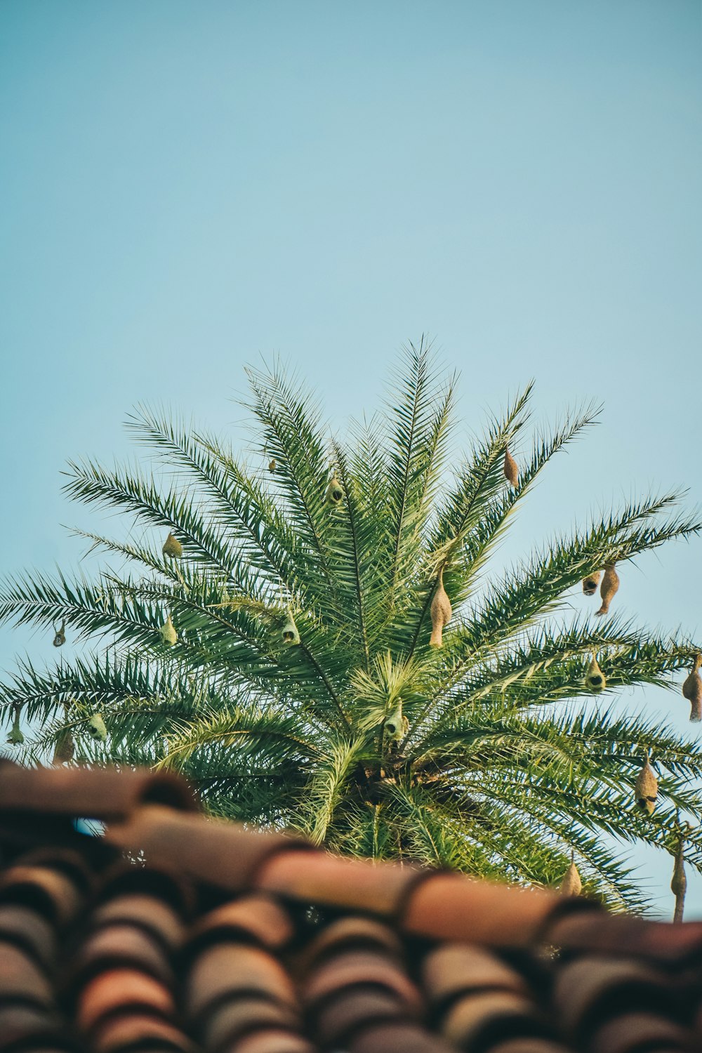 green palm tree under blue sky during daytime