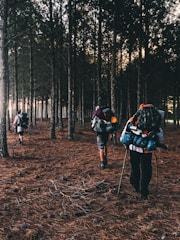 people walking on forest during daytime