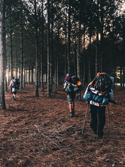 people walking on forest during daytime