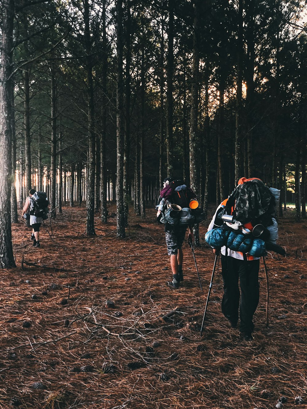 people walking on forest during daytime