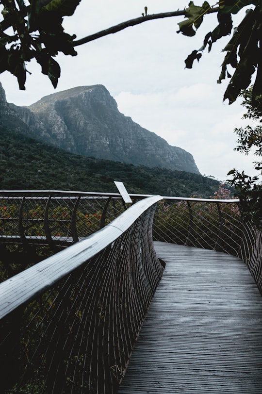 brown wooden bridge over the green mountain during daytime in Kirstenbosch National Botanical Garden South Africa