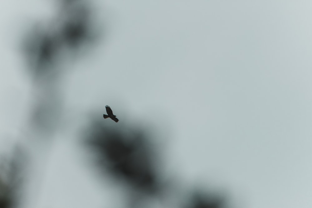 black bird flying in the sky during daytime