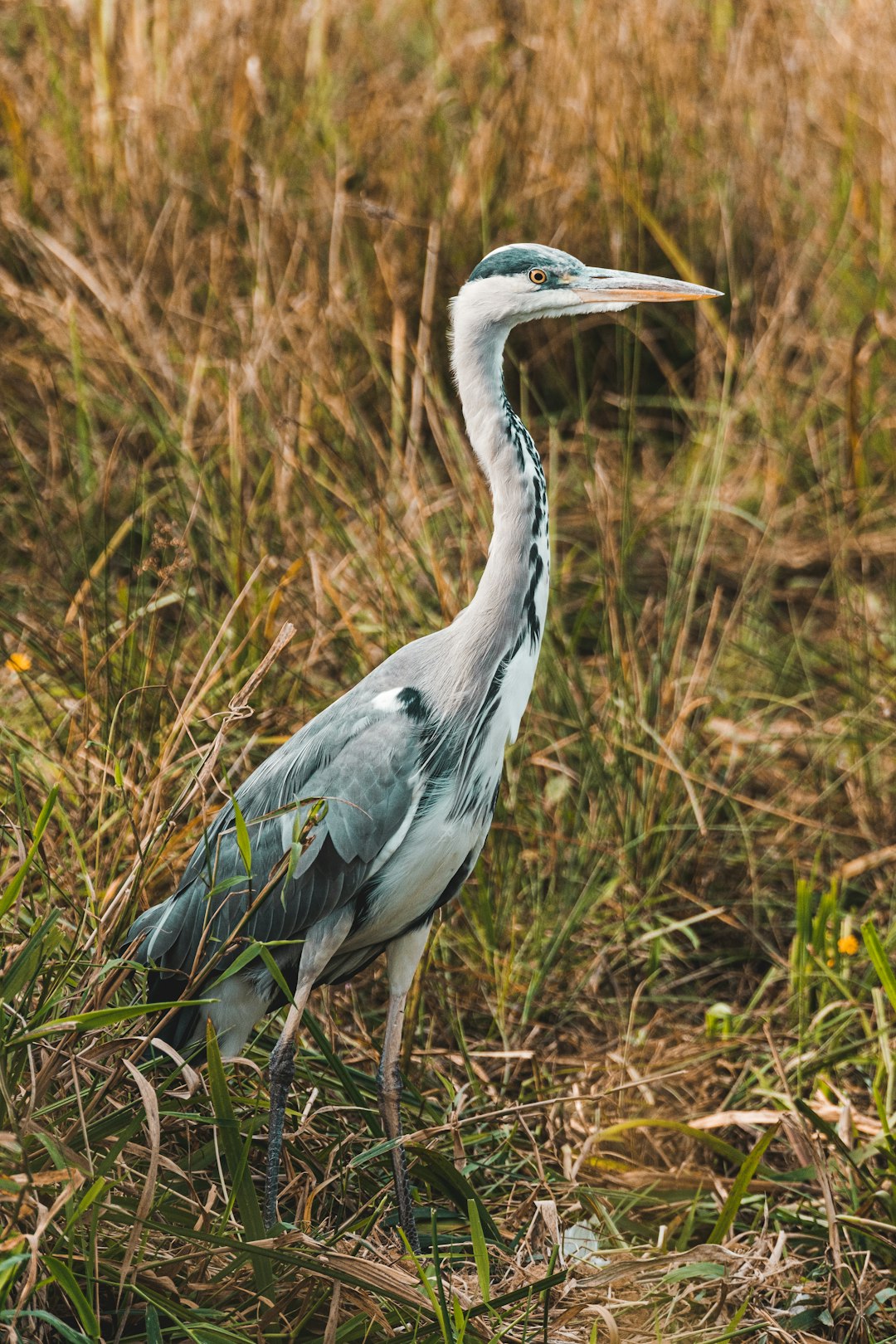 grey heron on brown grass field during daytime