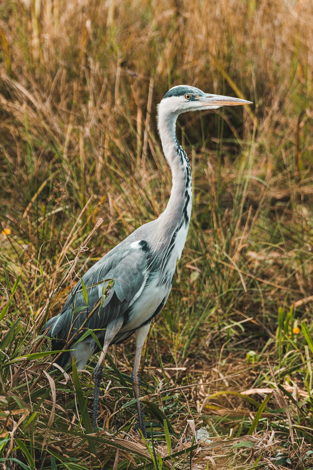 garça cinzenta no campo de grama marrom durante o dia