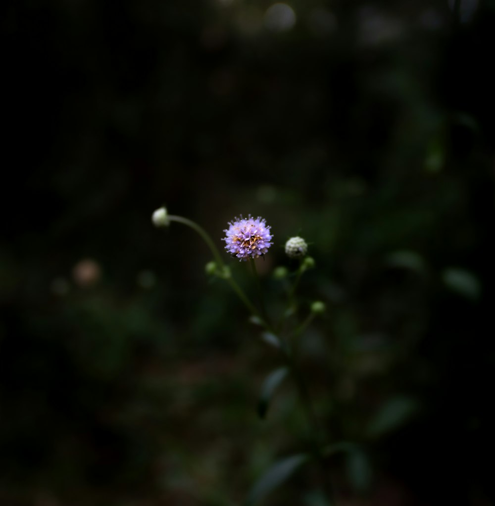 purple flower in tilt shift lens