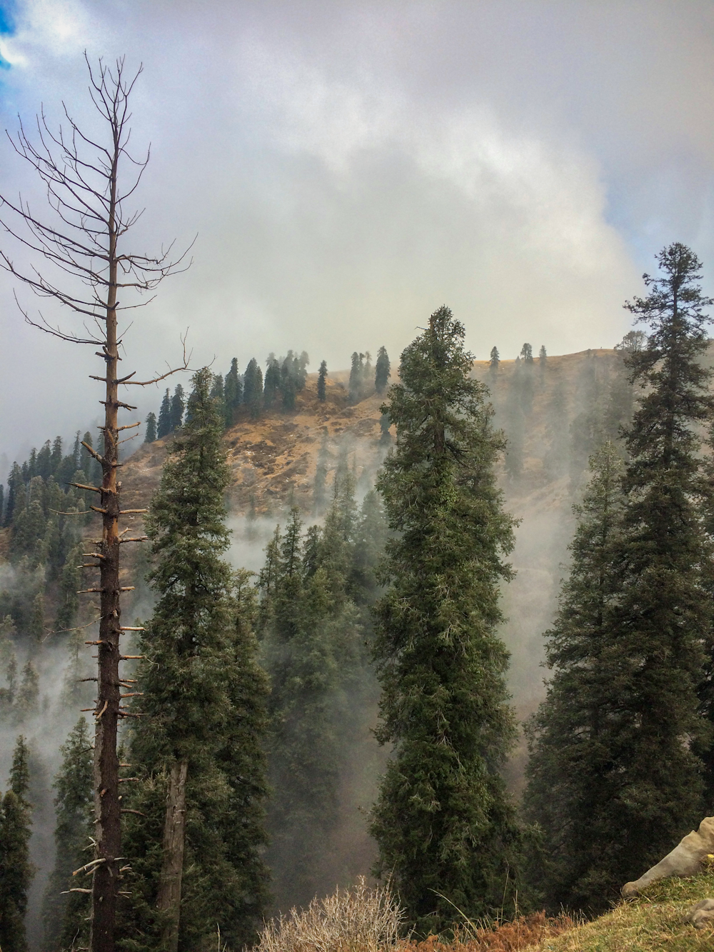 green pine trees on mountain during daytime