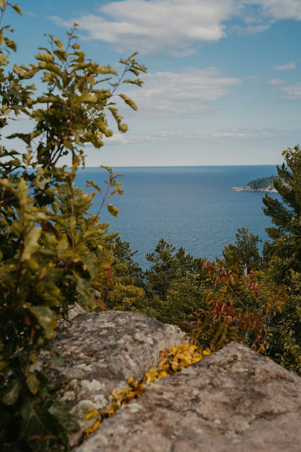 green tree on gray rock near body of water during daytime