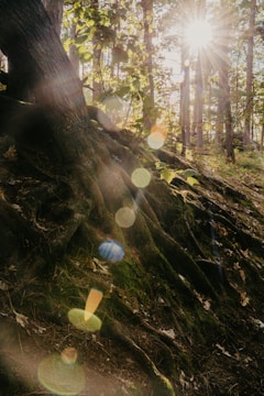 white dandelion flower in the woods
