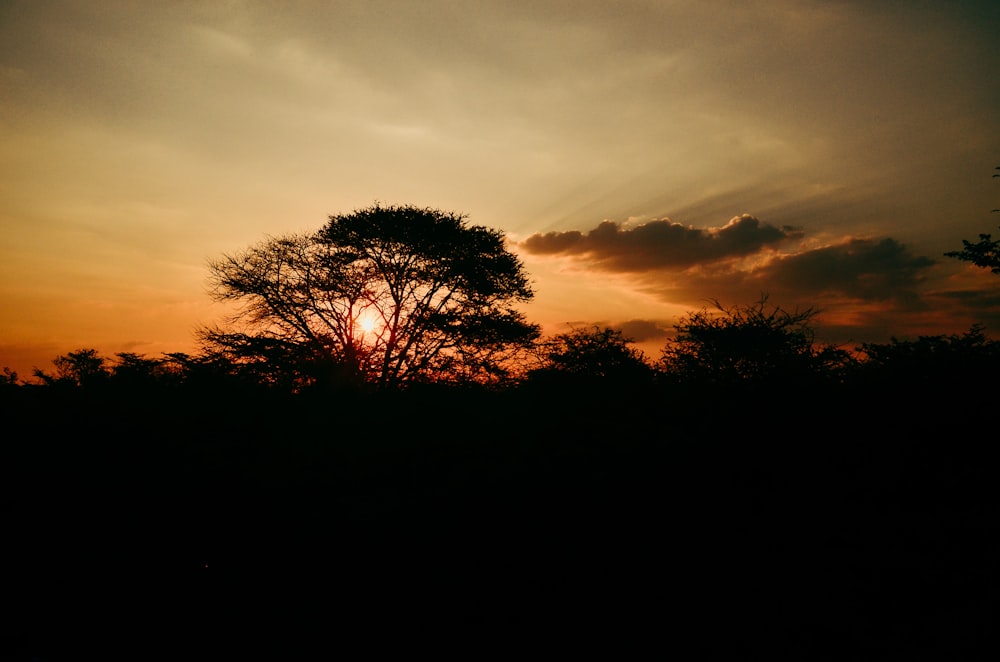 silhouette of trees during sunset