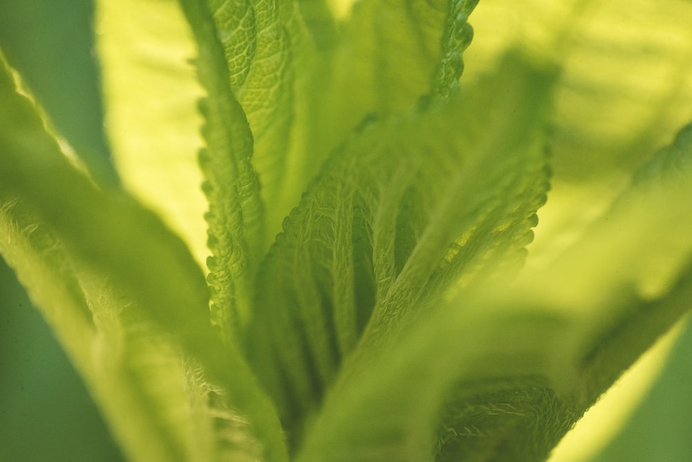 macro photography of green leaf