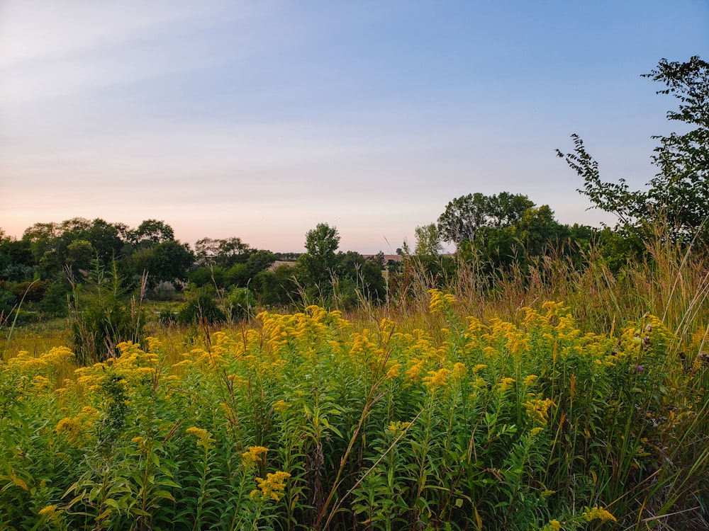 green grass field during daytime