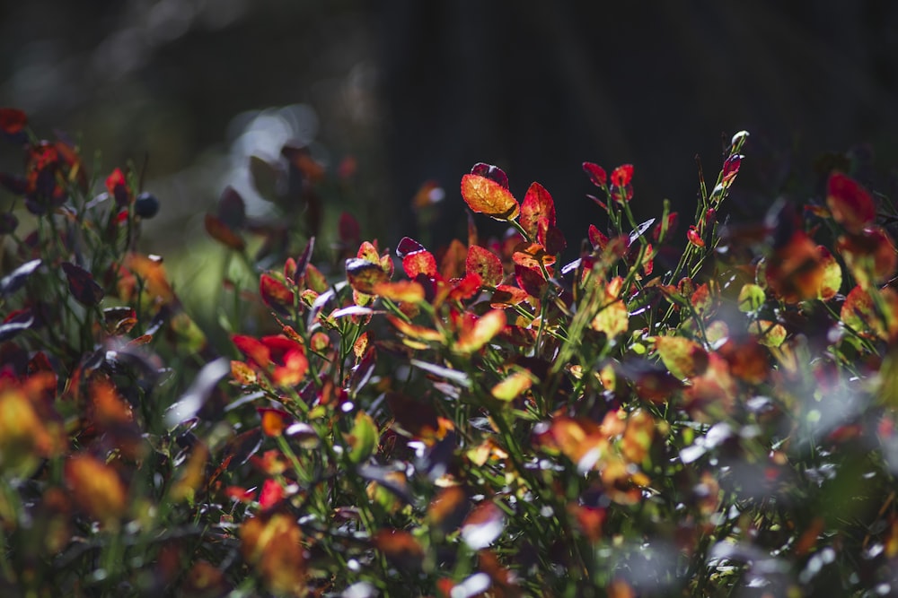 red and yellow flowers in tilt shift lens