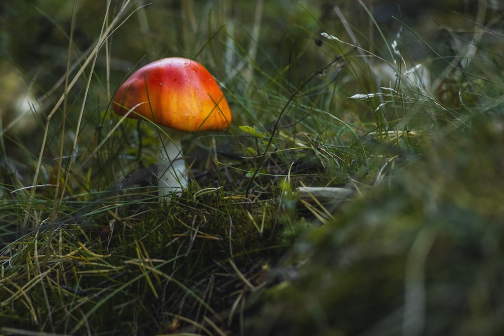 red and white mushroom on green grass