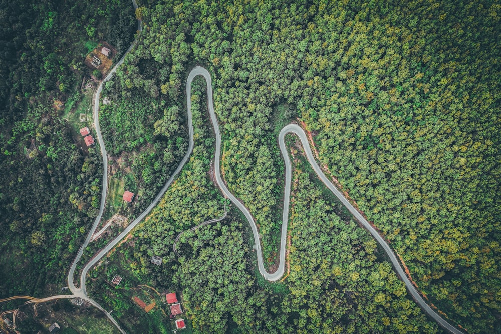 aerial view of green trees and road