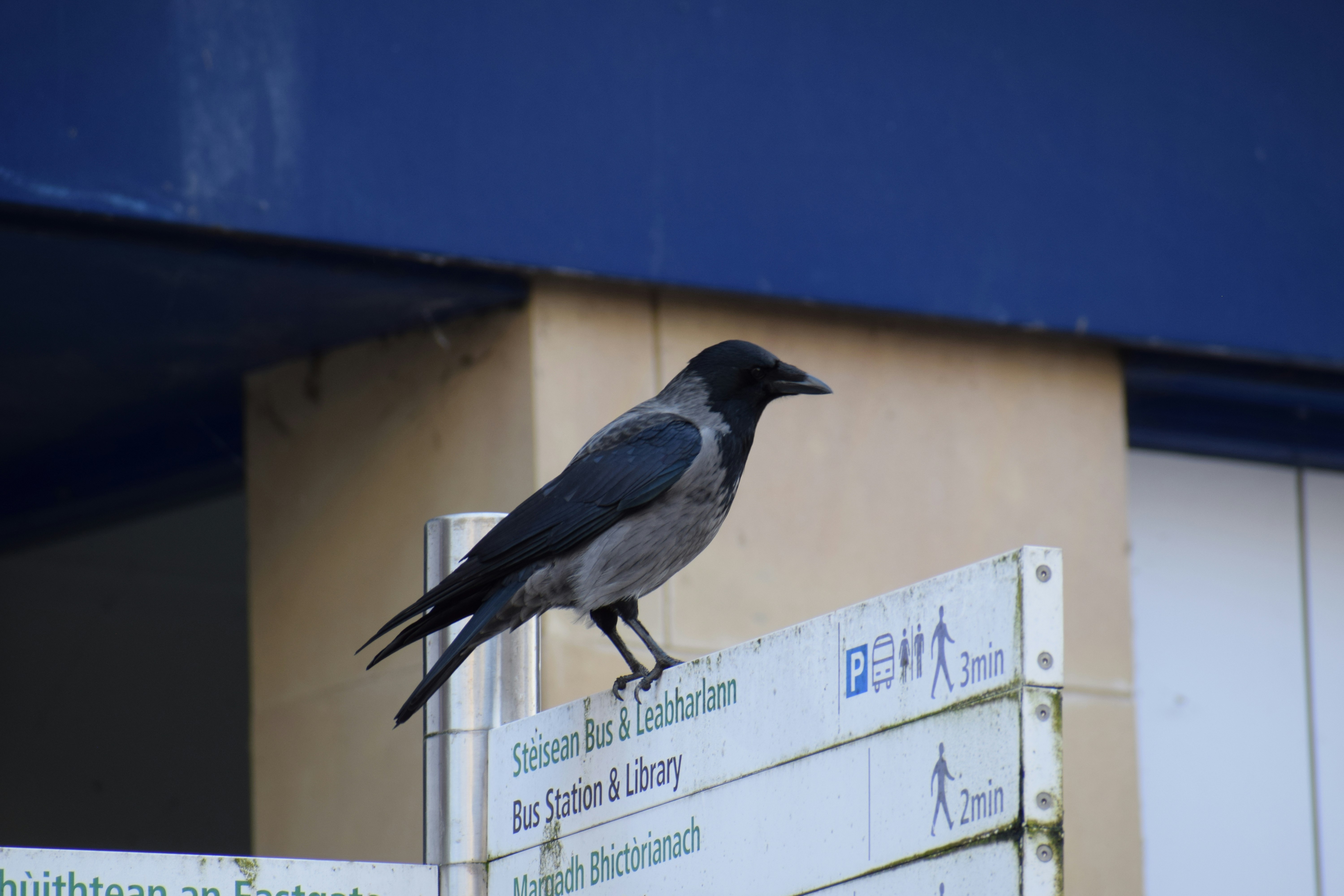 black bird on white wooden fence