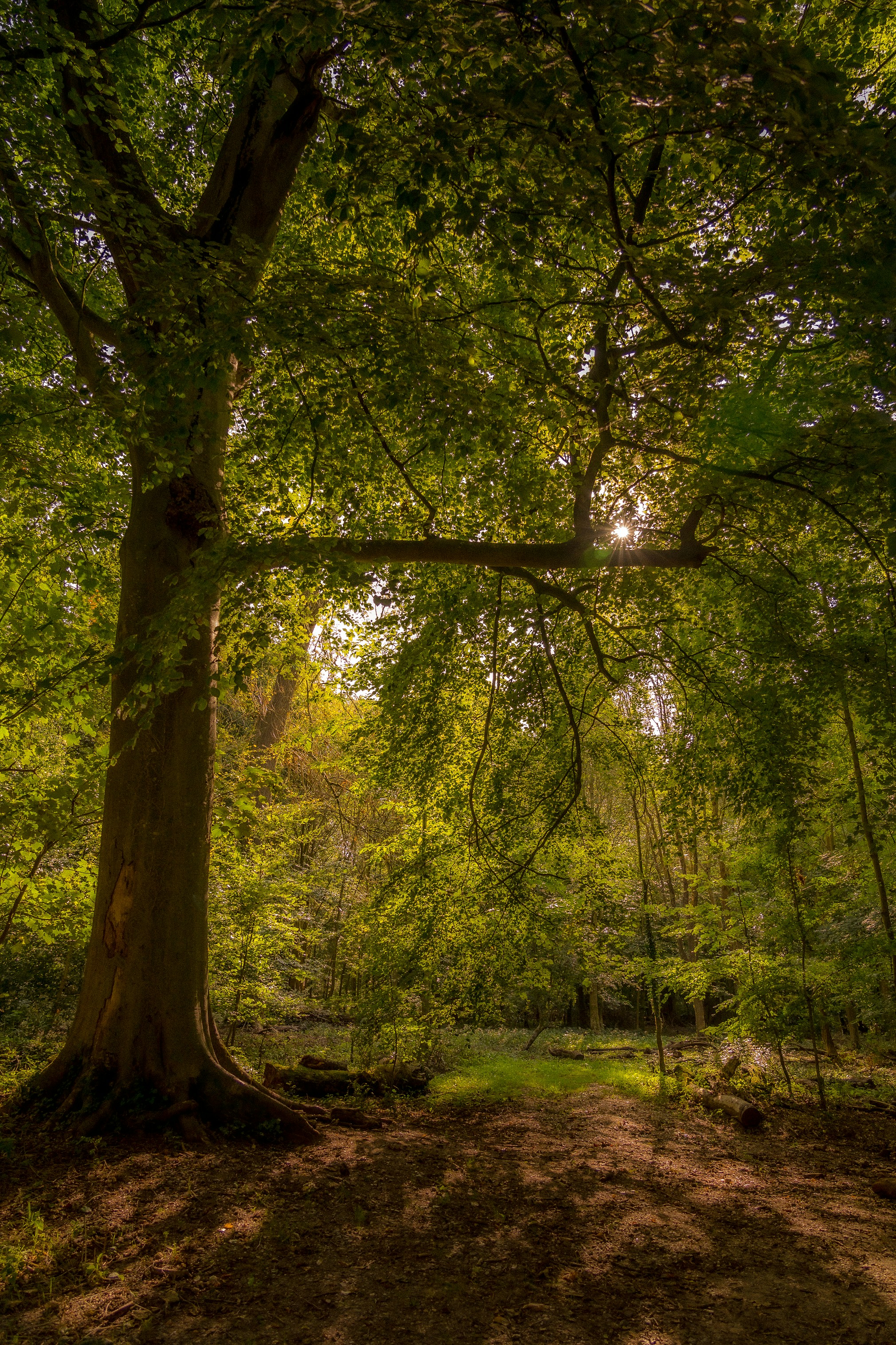 green trees on green grass field during daytime