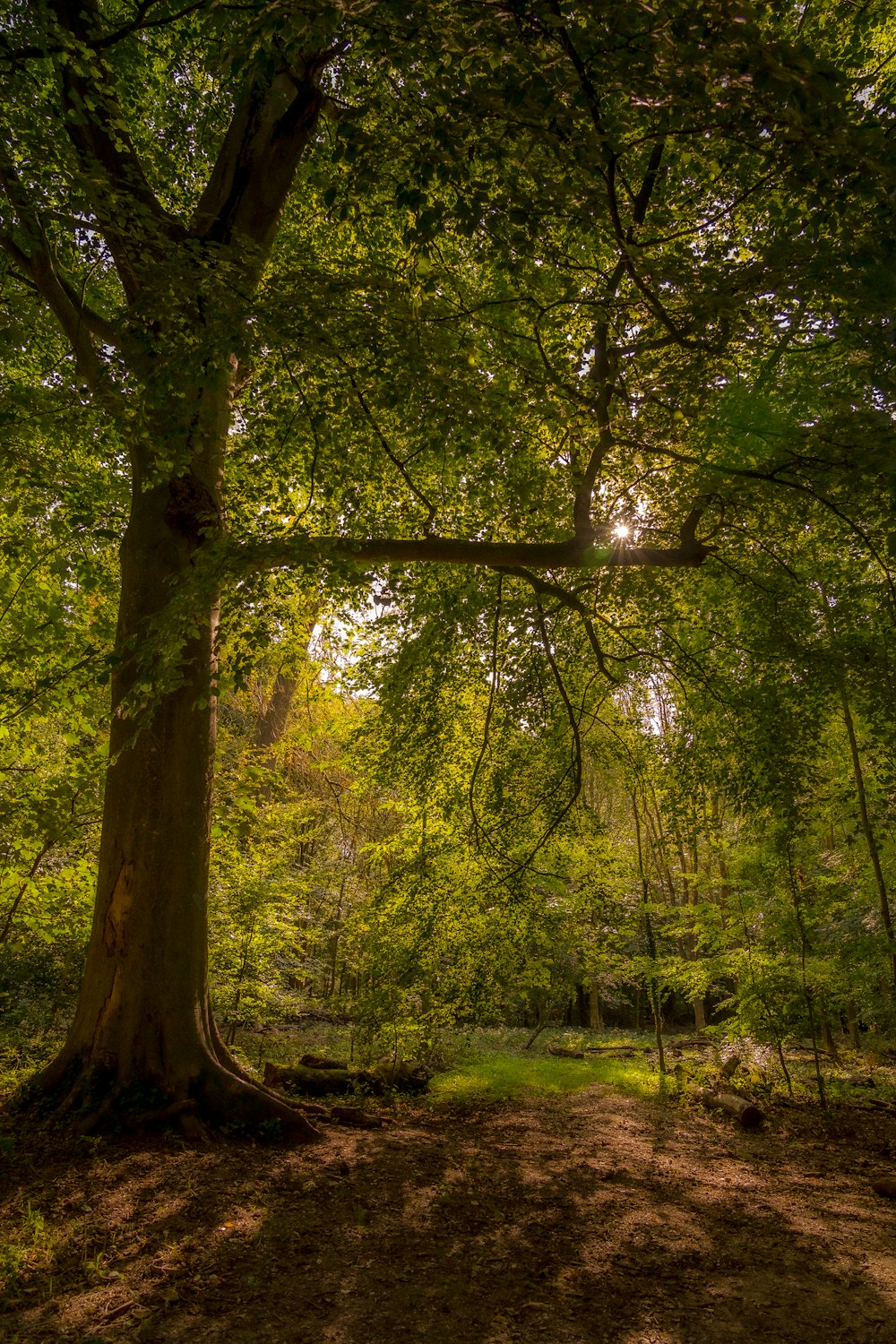 green trees on green grass field during daytime