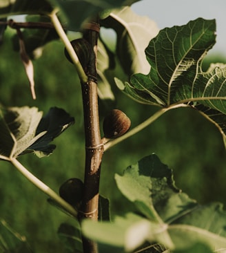 brown round fruit on green tree during daytime