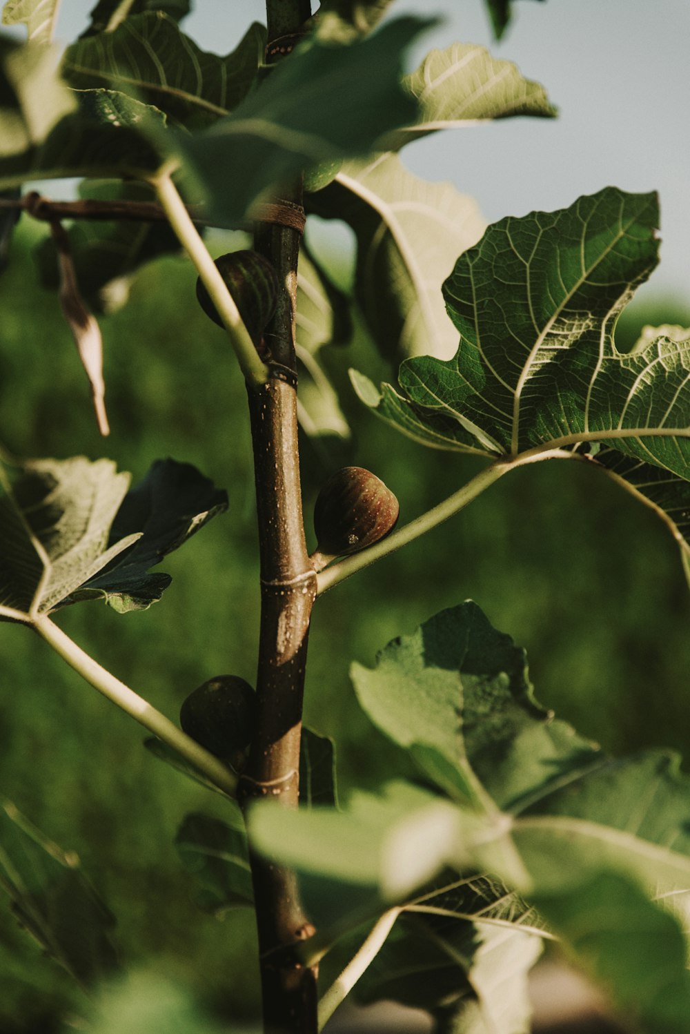 brown round fruit on green tree during daytime