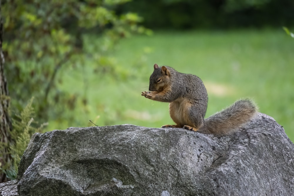 brown squirrel on gray rock during daytime