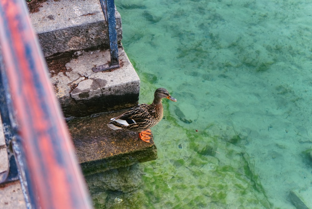 brown duck on water during daytime