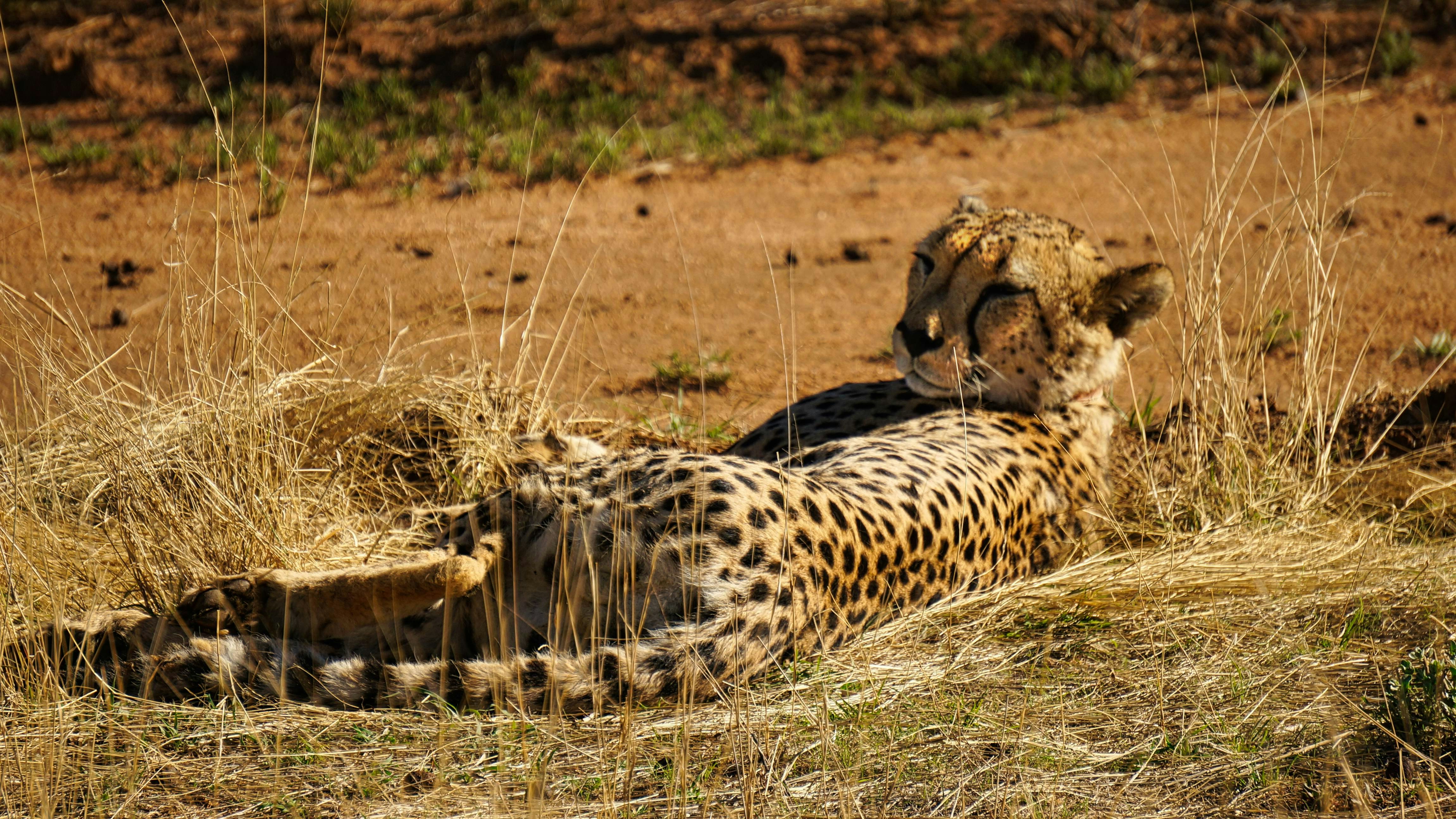cheetah lying on brown grass field during daytime
