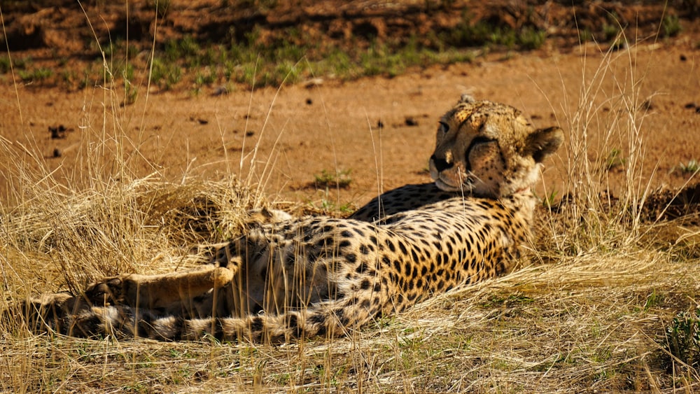 guépard couché sur un champ d’herbe brune pendant la journée
