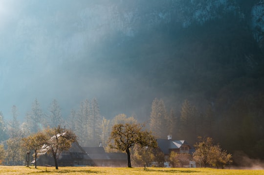 green trees under gray sky in Obertraun Austria