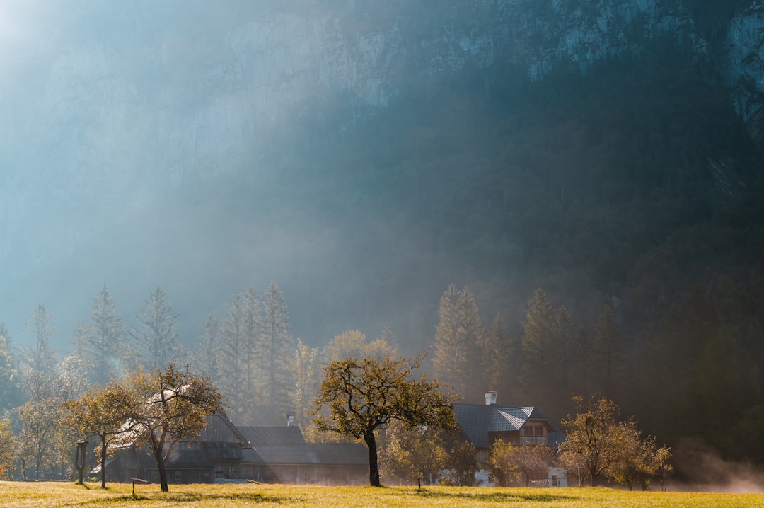 green trees under gray sky