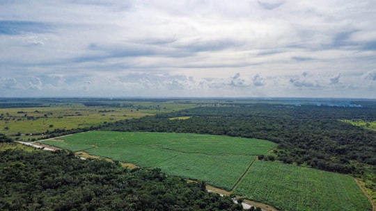 green grass field under white clouds during daytime in Guinea Grass Belize