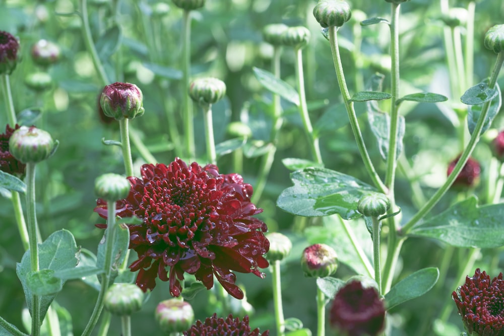 red flowers in tilt shift lens